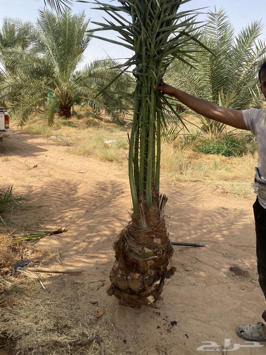 Date palm trees for sale, available in Afif today at a reasonable price64240396341507112