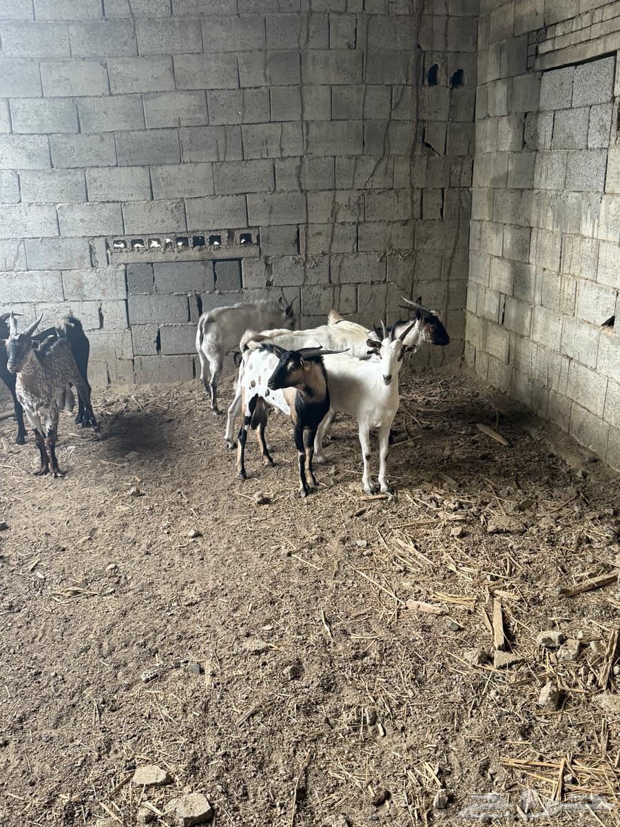 تيوس للبيع السعر 850 ريال64247510005378111