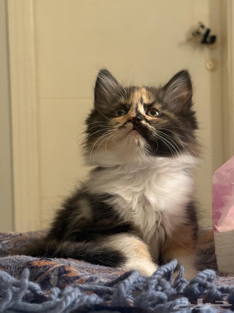 قطط صغار للبيع64252023973506114