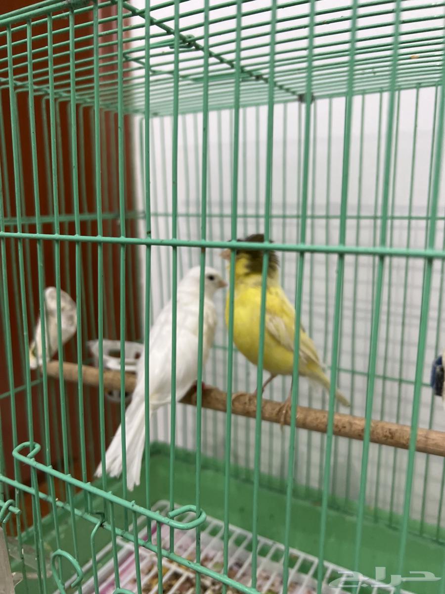 كناري اناث للبيع64252648253954111