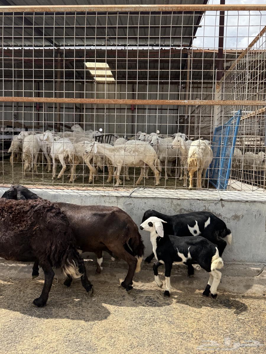 غنم خلفات متاومه 2 تحتهها 464255241000833114