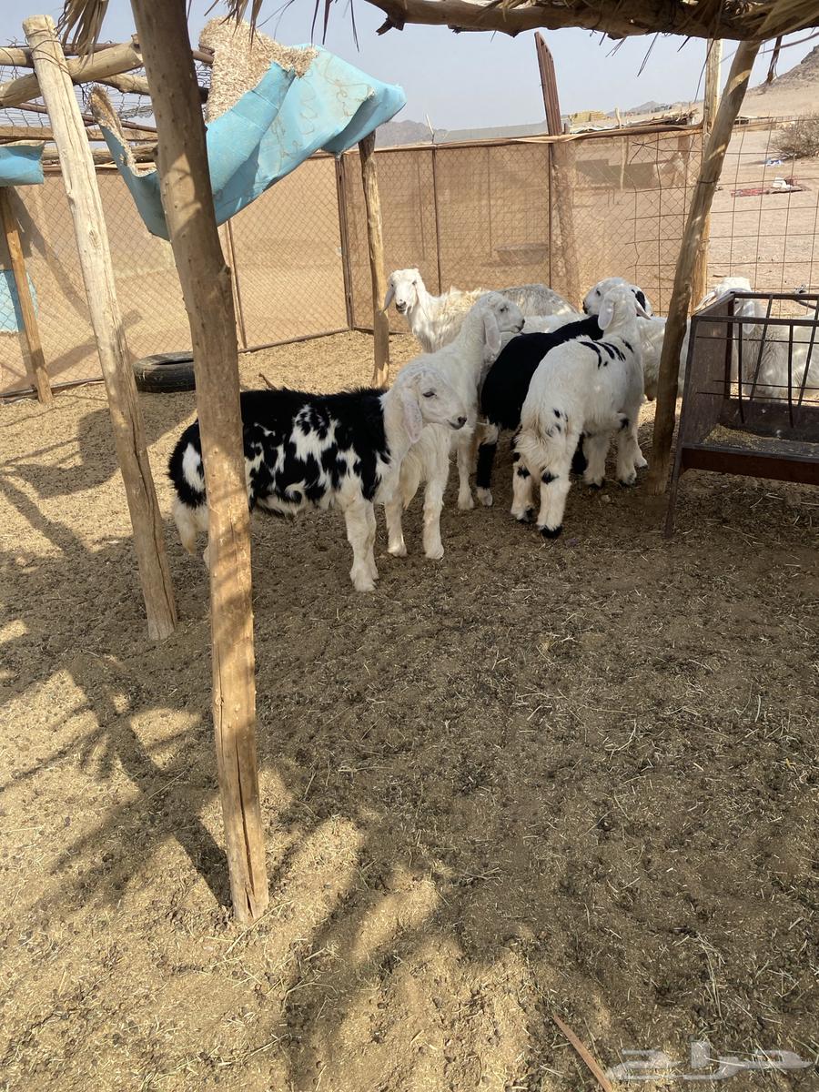 10 كلش خروف نظيفه الموقع الحناكيه64239031656578111