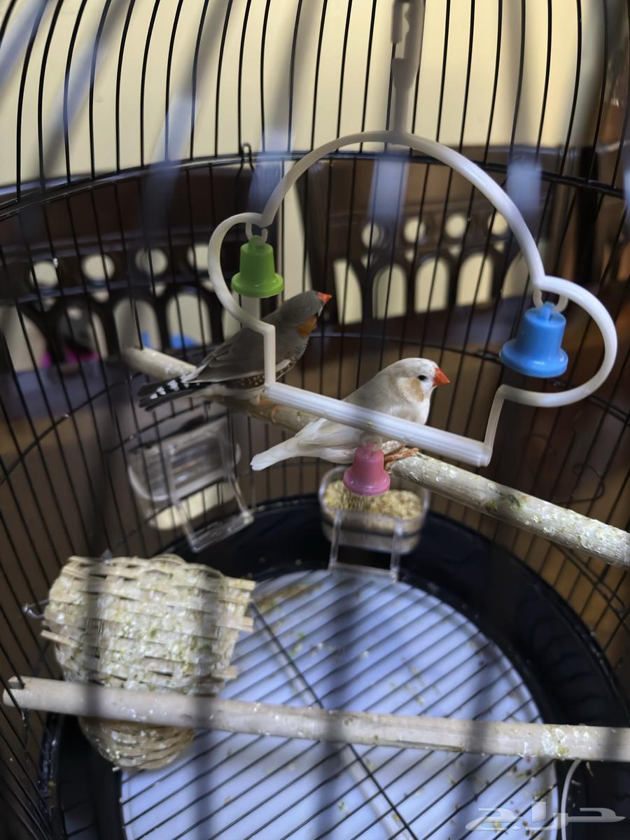 طيور زيبرا مع قفص كبير64245110268034110