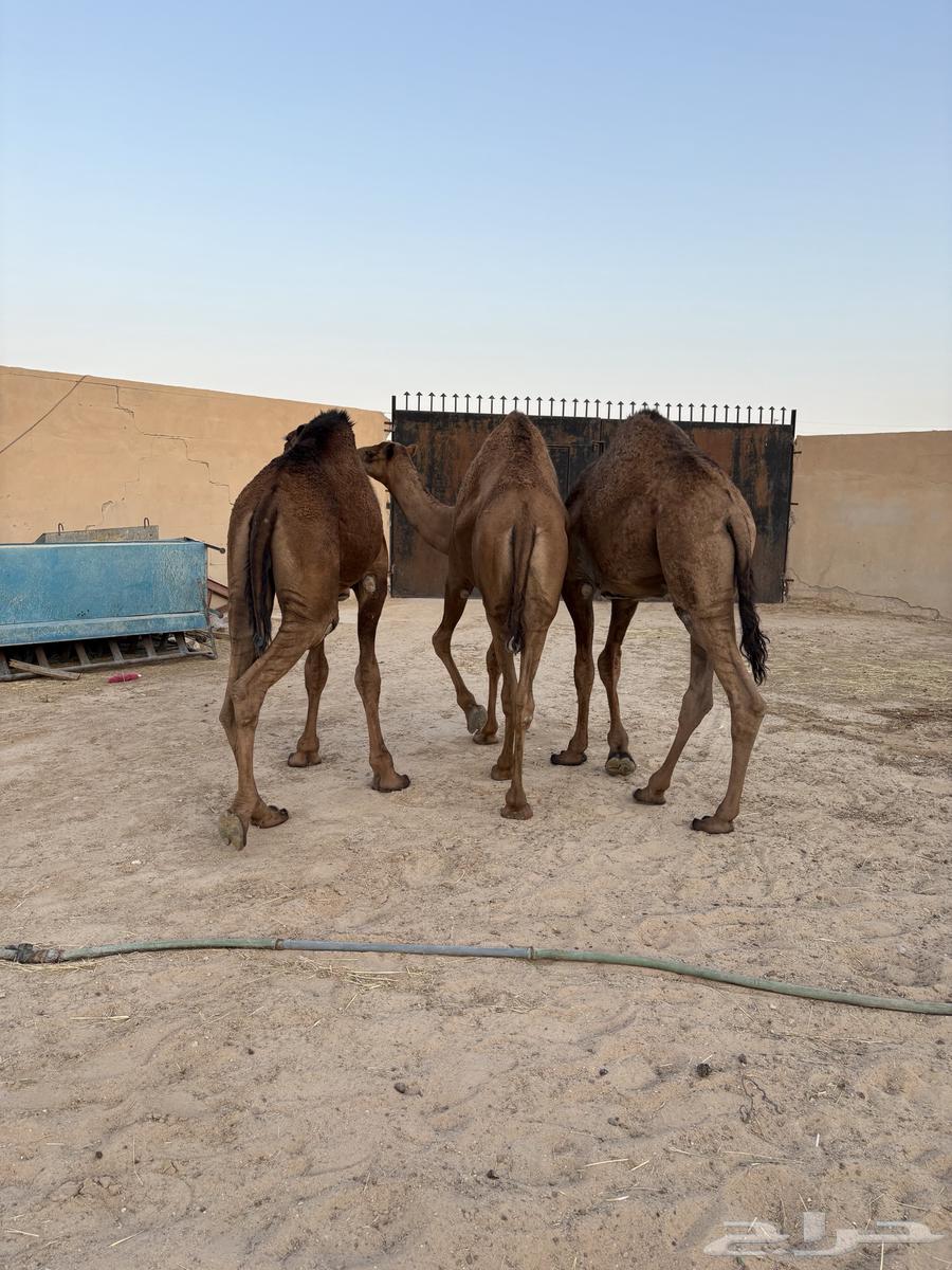 مفاريد عدد 3 سومها 680064241934237185111