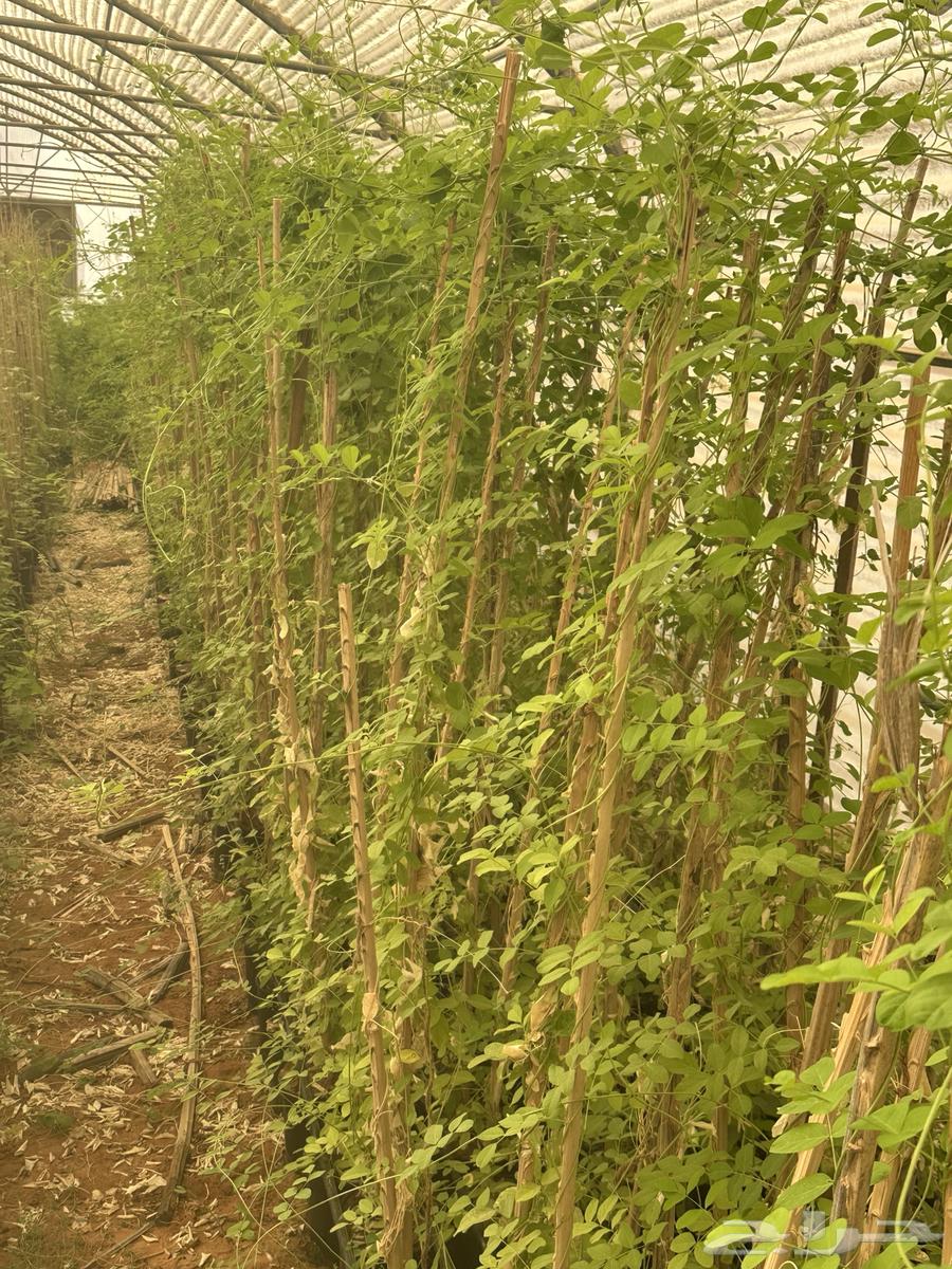 متسلقات تست الحس الاجوانية والشاي الأزرق64238371367426113