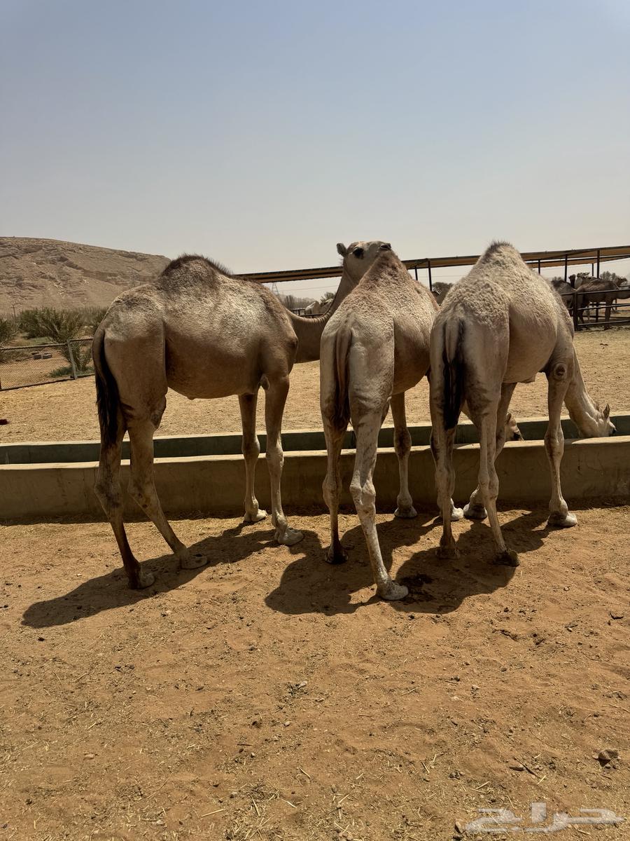 قعدان مفاريد بلديه64240232212482110