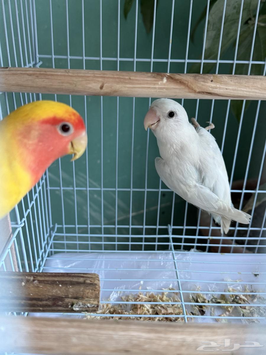 14 pairs of diverse colored roosters - health, cleanliness, and production64239372661761110