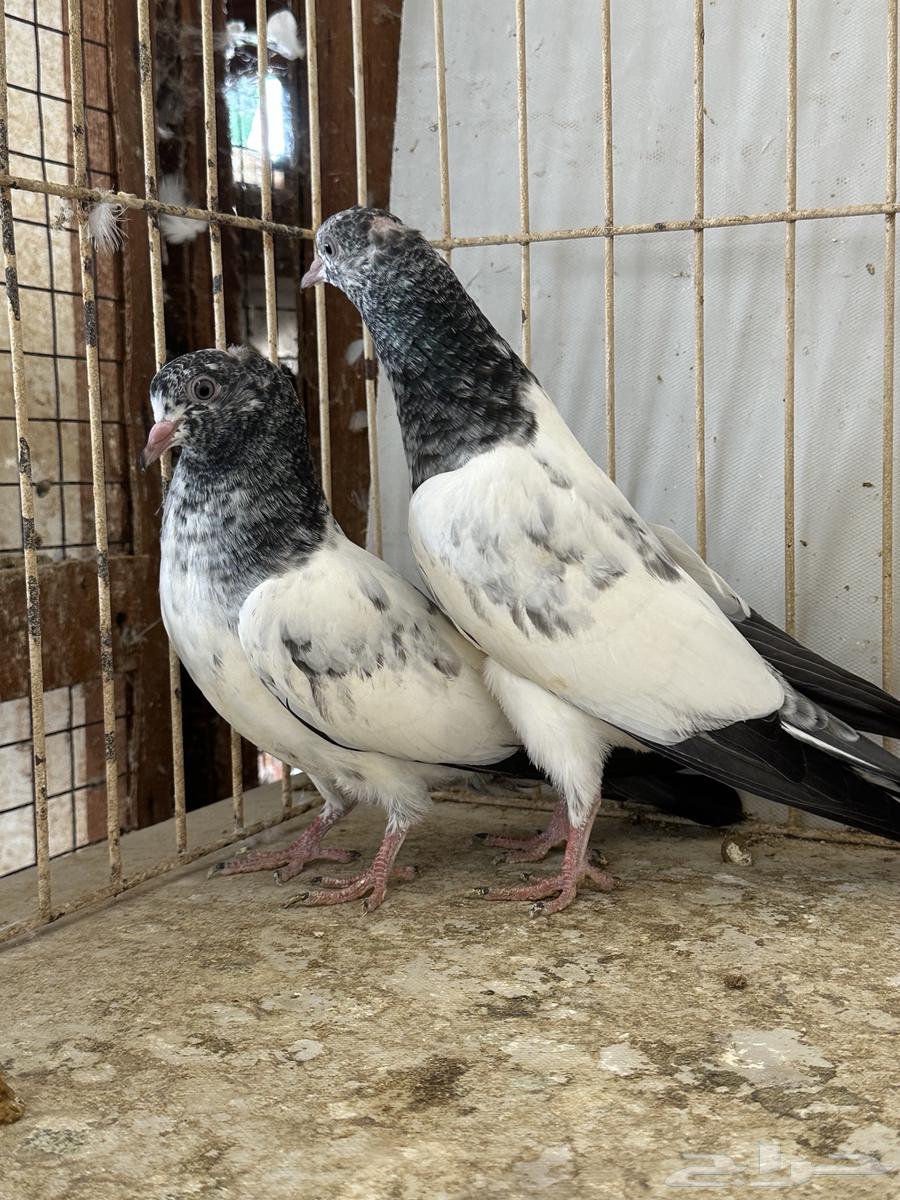 باكستانيات القمري تم البيع64244923192193112