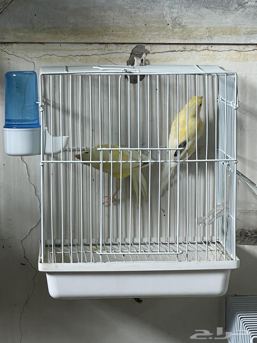 فروخ كناري ليموني (تم البيع)64244591338498113