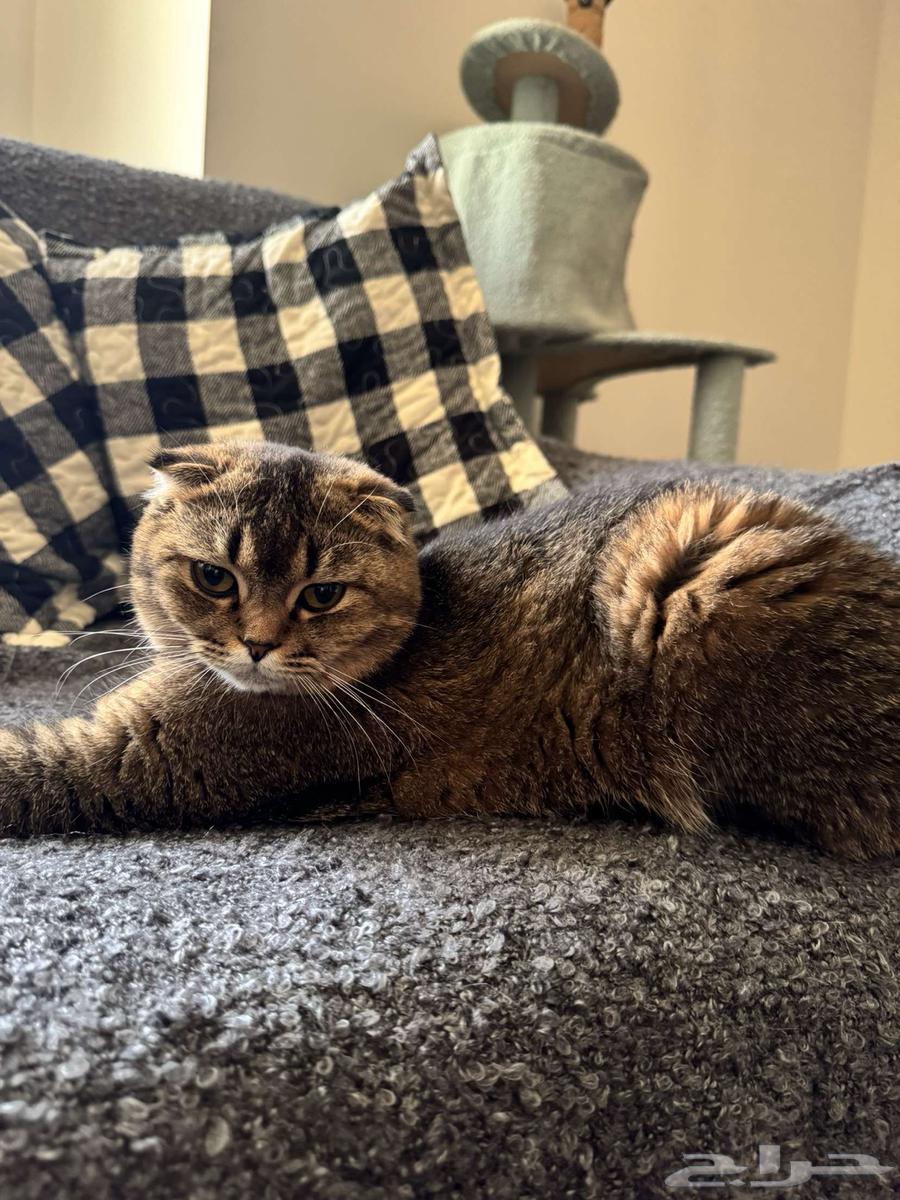 Scott Fold64245110548225114