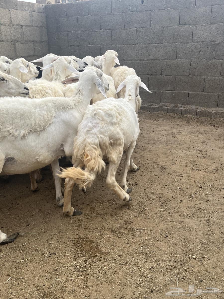 ضان دفيع تم البيع64248272940930111