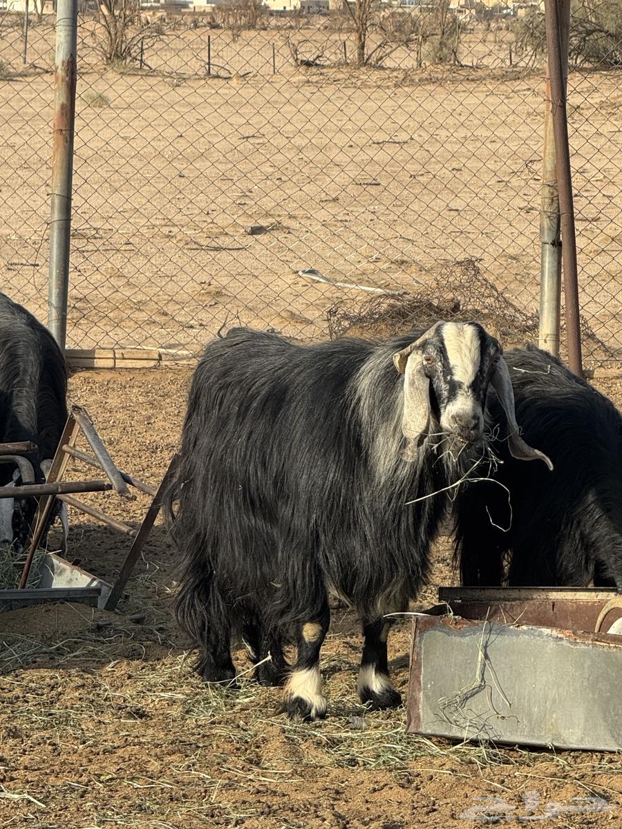 معزا عوارض للبيع64234620360961112