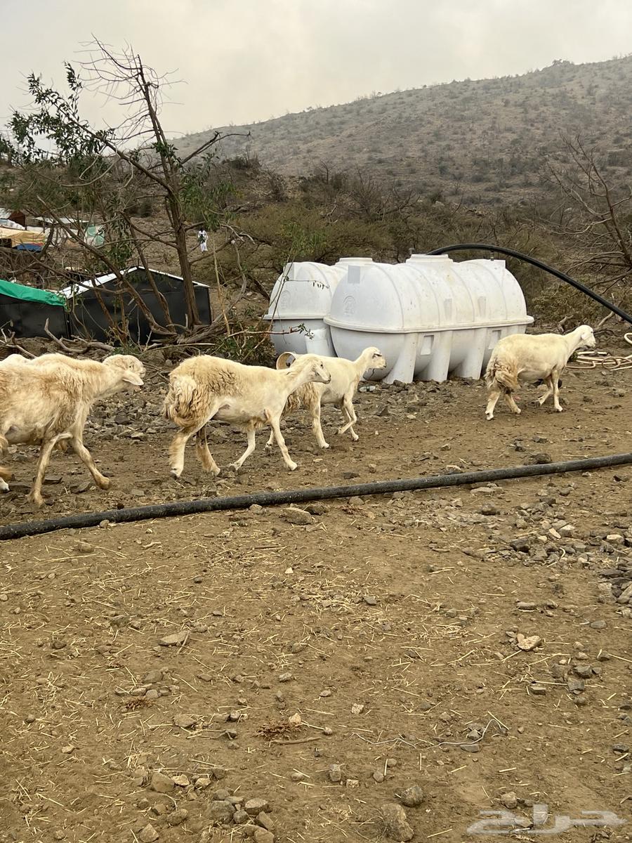 Sheep for sale64249424588033111