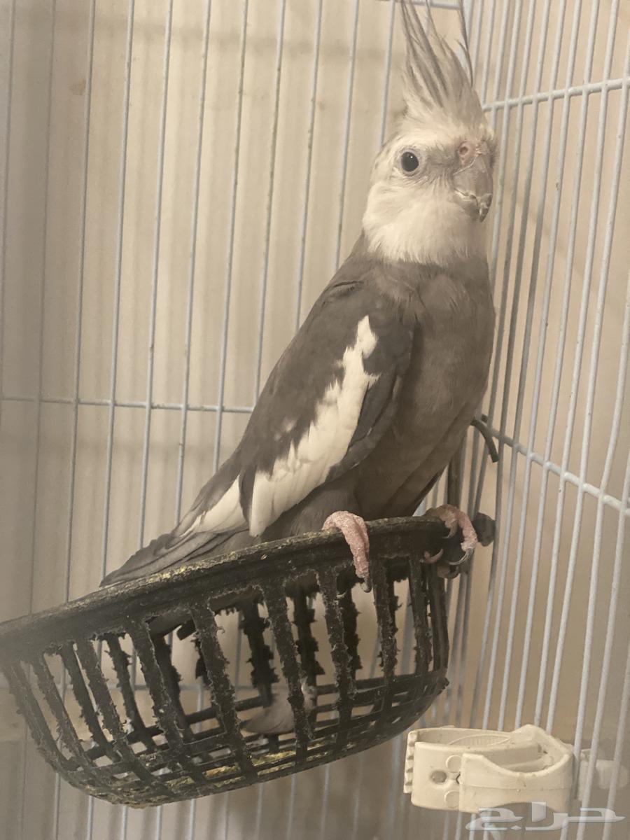 تم(البيع)64239043687683110