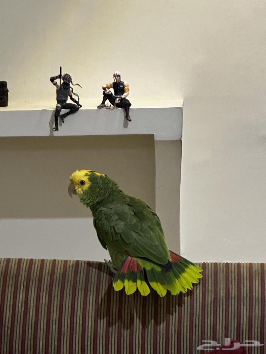 دبل يلو هيد ماجنا  Double Yellow Head Magna64255675426434110