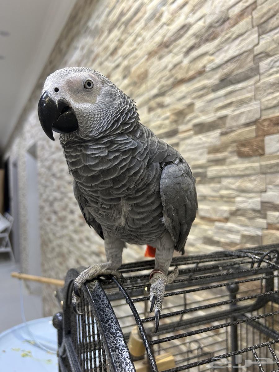 كاسكو للبيع ( العمر تقريبا  سنه و عشرة أشهر )64232338842625110