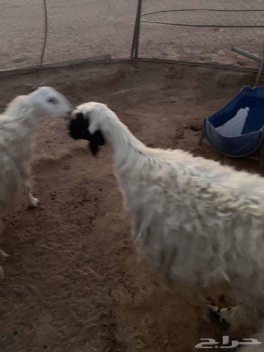 Sheep64250415399937112