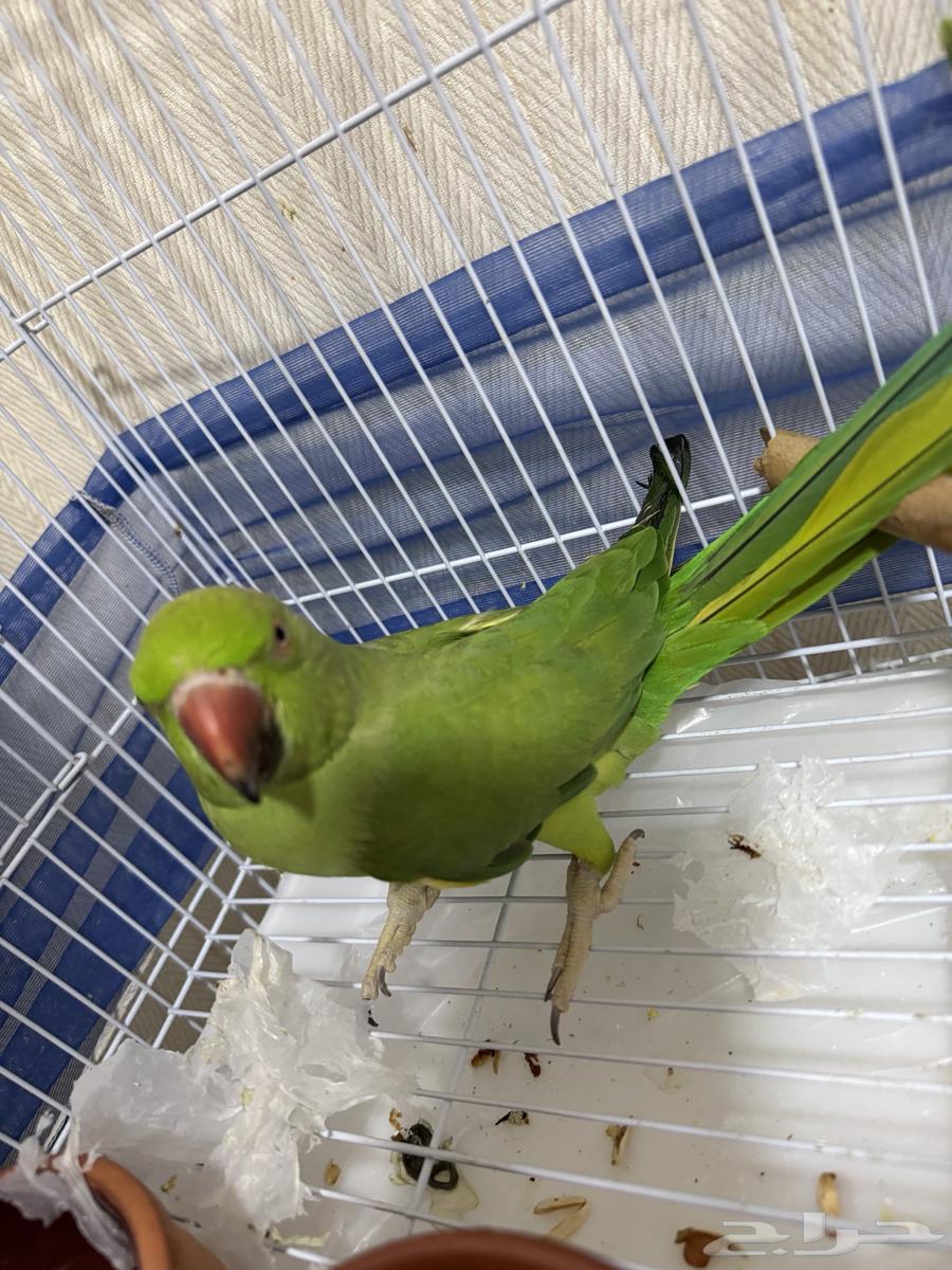 ببغاء درة للبيع64246493619073110