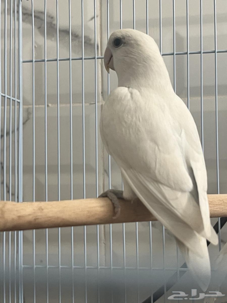 Mate of the day produced64243691985665112