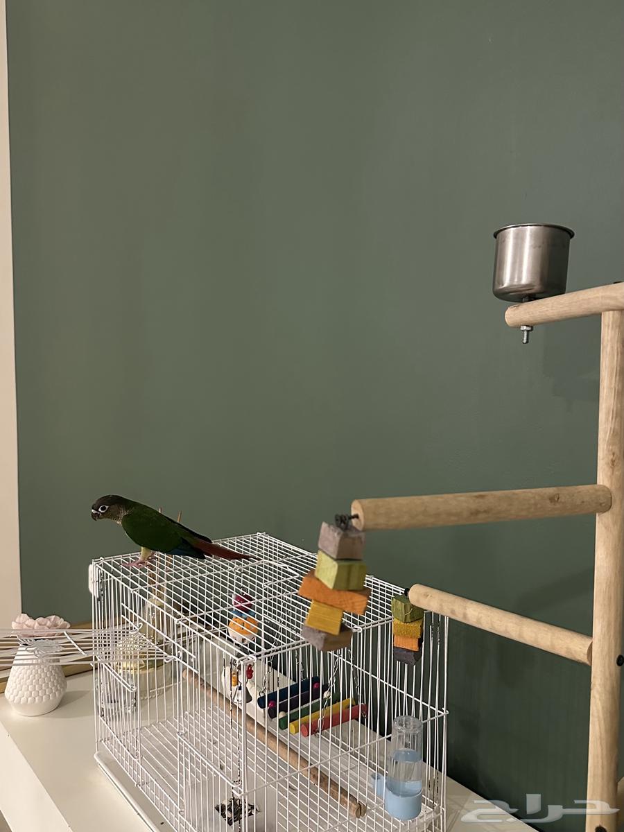 كنيور يلو سايد64246827022339112