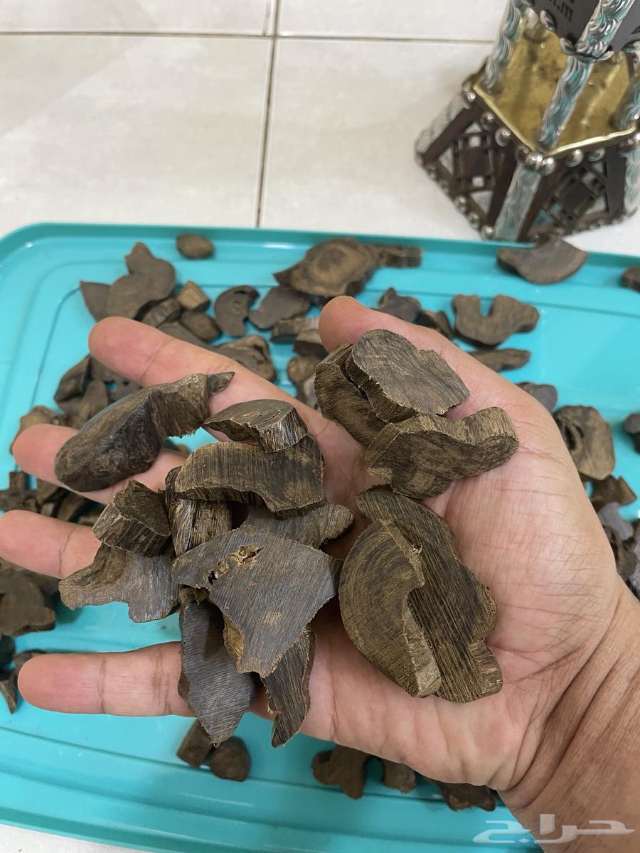 عود موروكي طبيعي اصقون تحفه64229105202562111