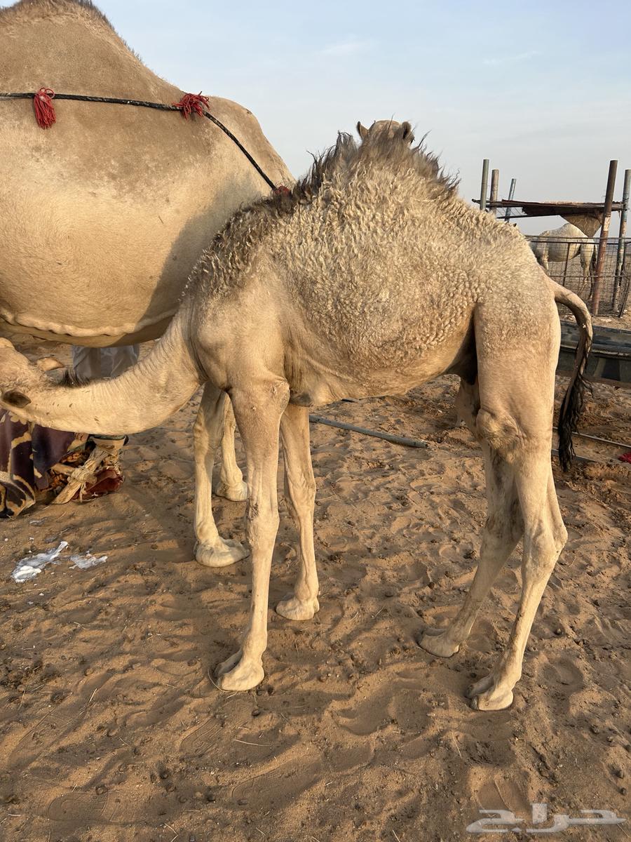 حشو للبيع64246989108098110