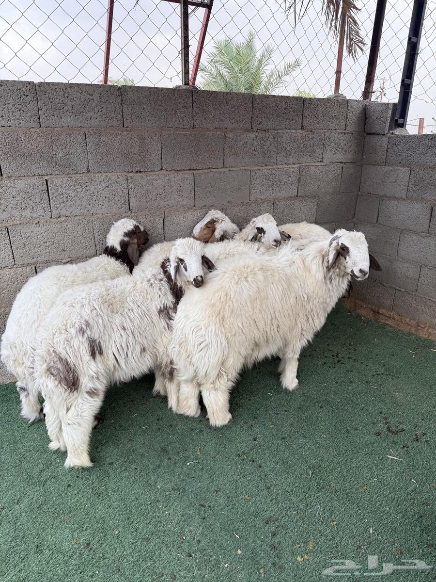خرفان للبيع64232673598338111