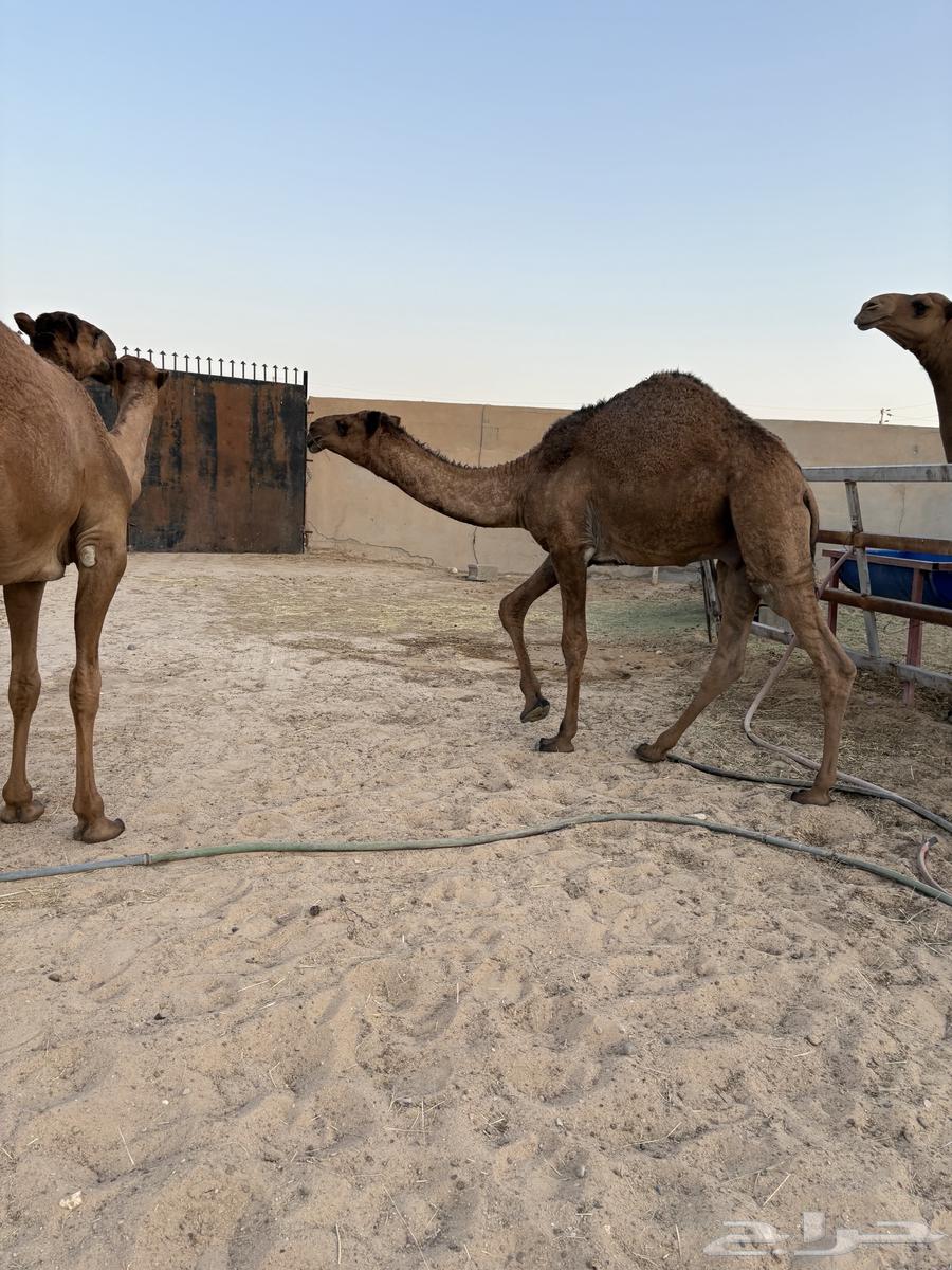 مفاريد عدد 3 سومها 680064241934237185112