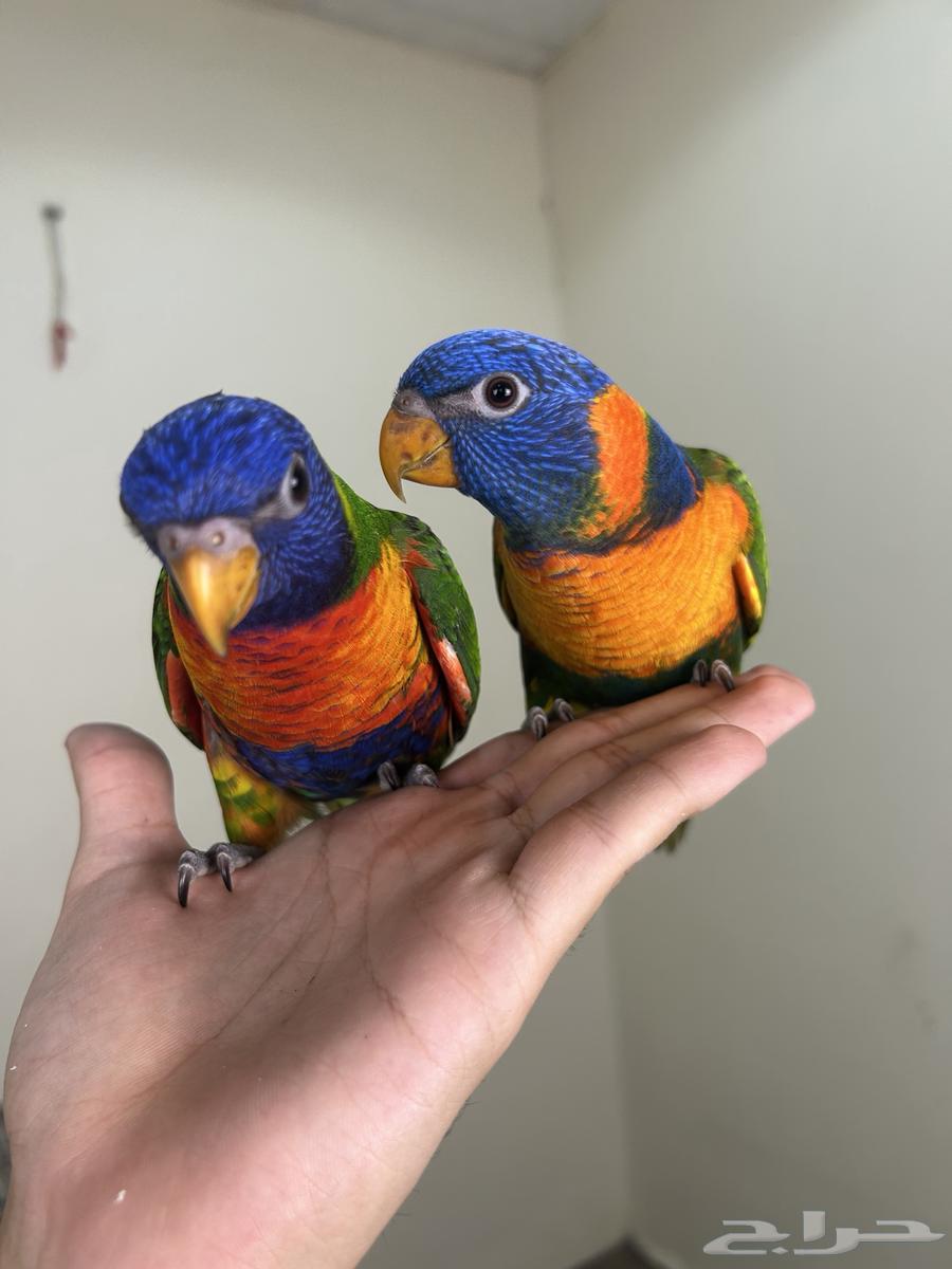 لوريات اليفه وهدد64235478655235110