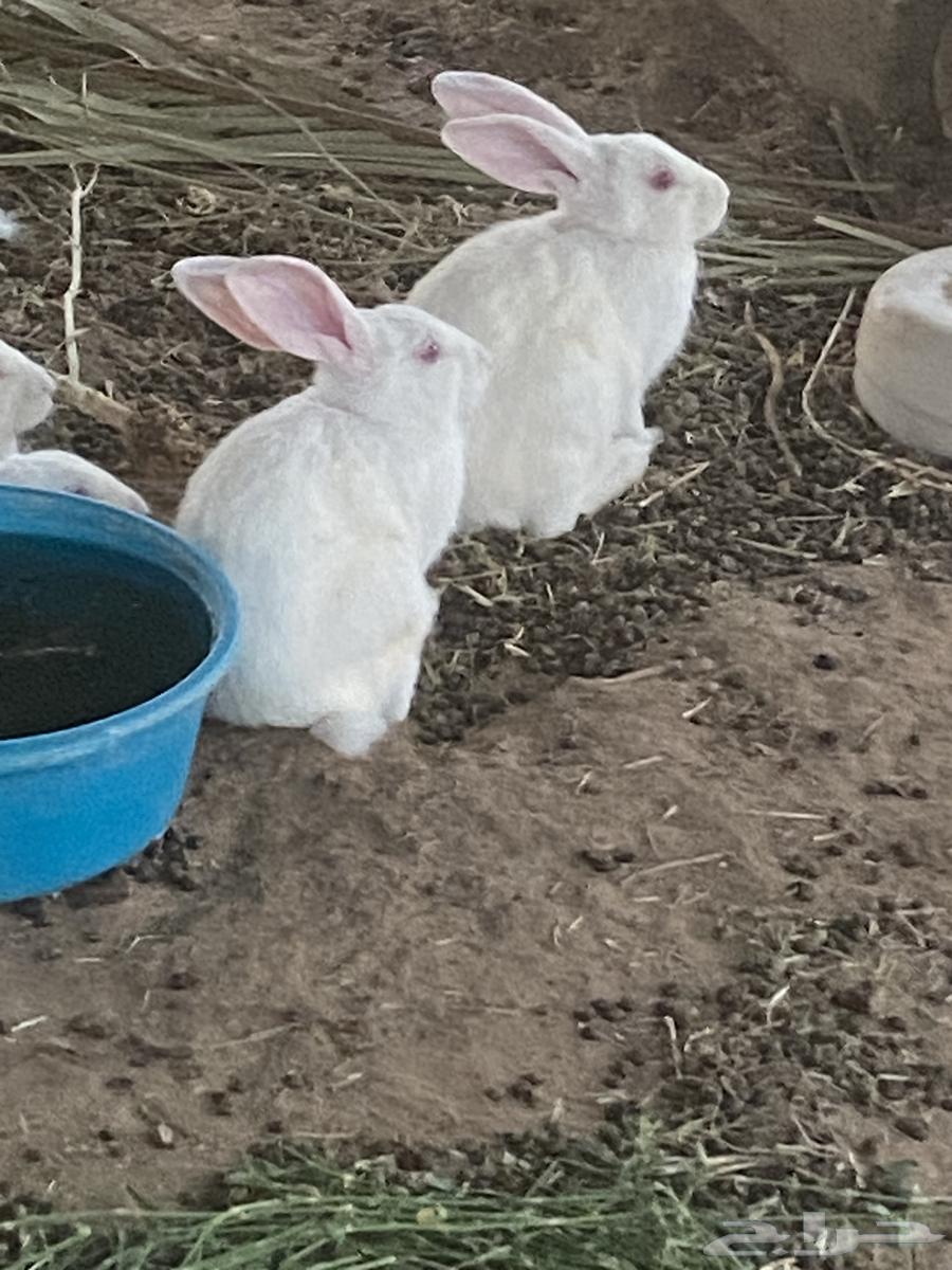 ذكور ارانب فرنسي64249629957762112