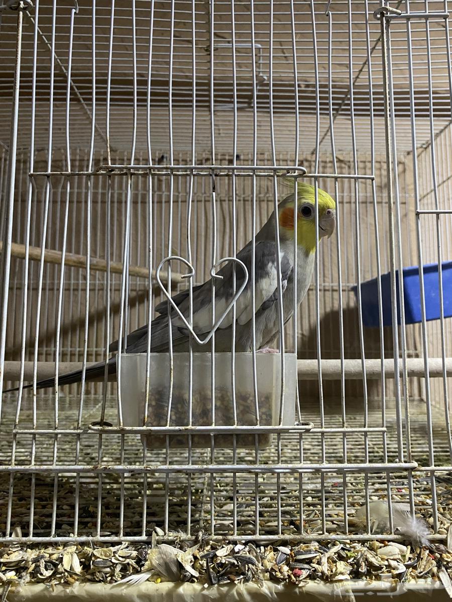 تم البيع64249863129858111