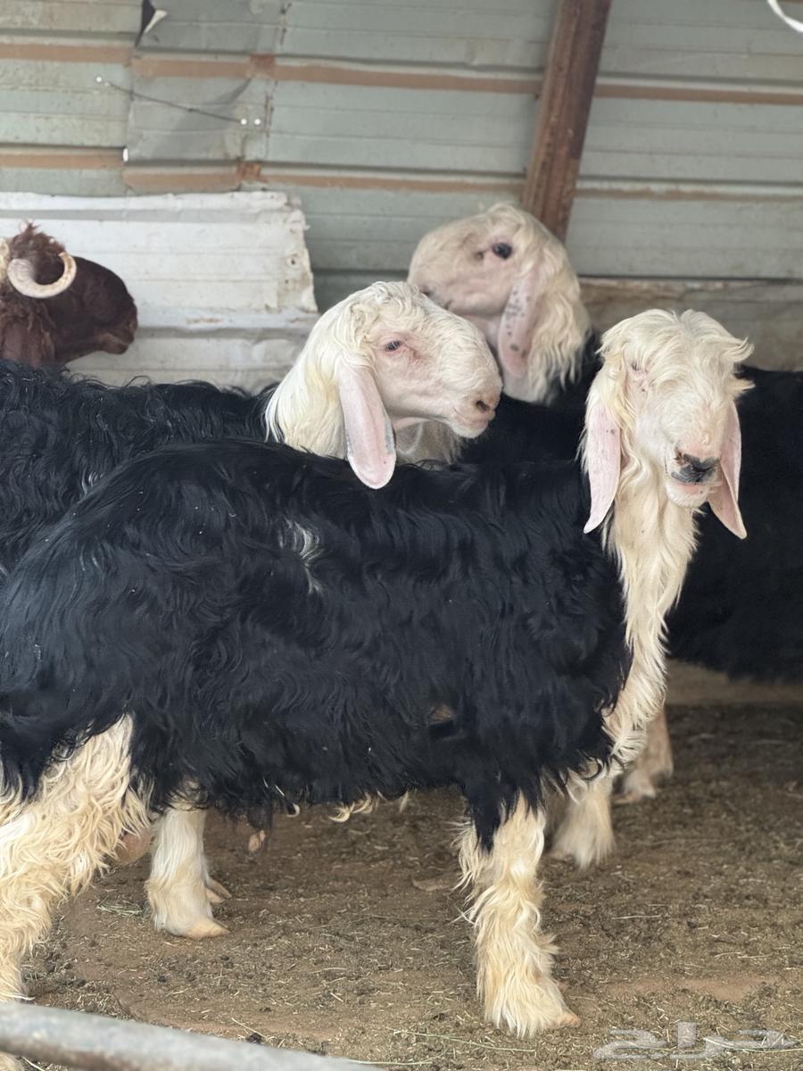 جذعان نجد مشاريع فحول64249244740483113