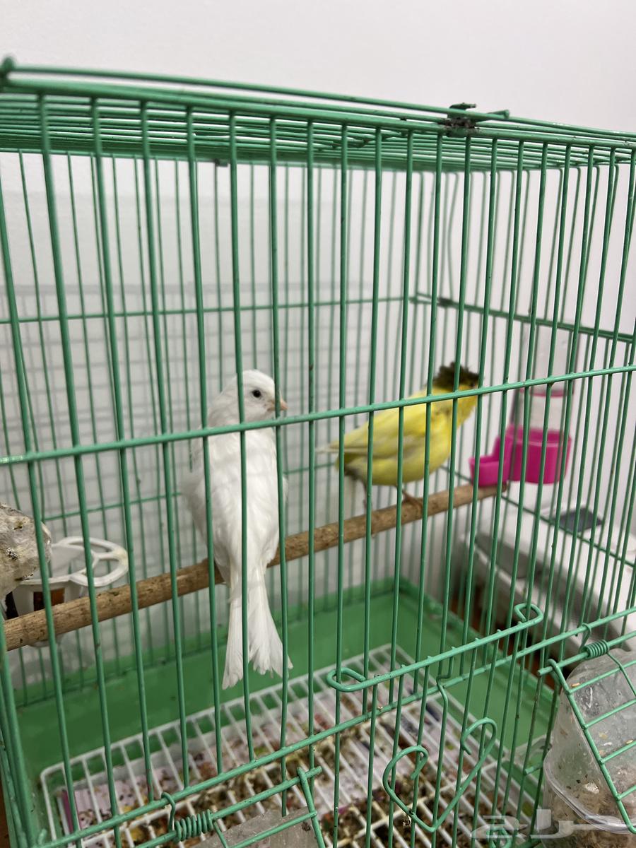 كناري اناث للبيع64252648253954113