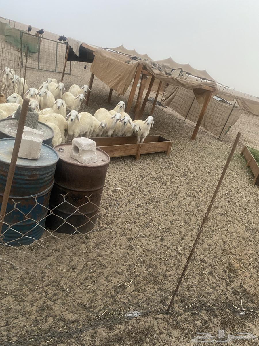 طليان حرية للبيع64237079184642110