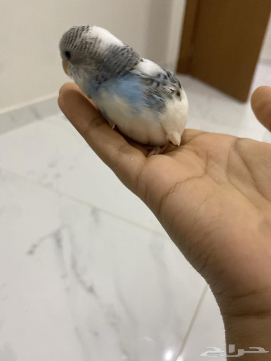 طير بادجي اليف غر64235920763779111