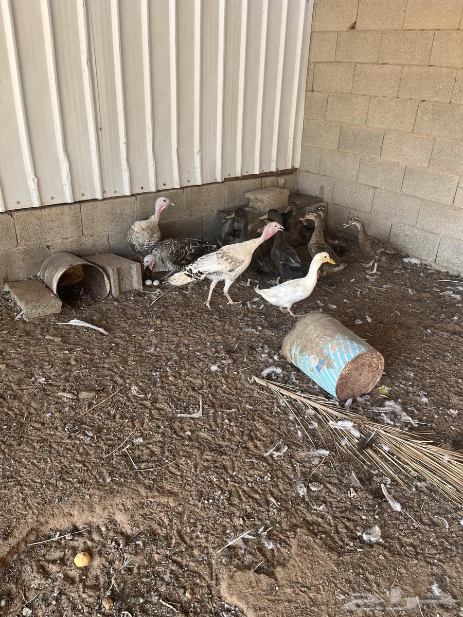 للبيع بط شرشيري العدد 16حبه العمر تقريبا سنه بياض64243518867331113