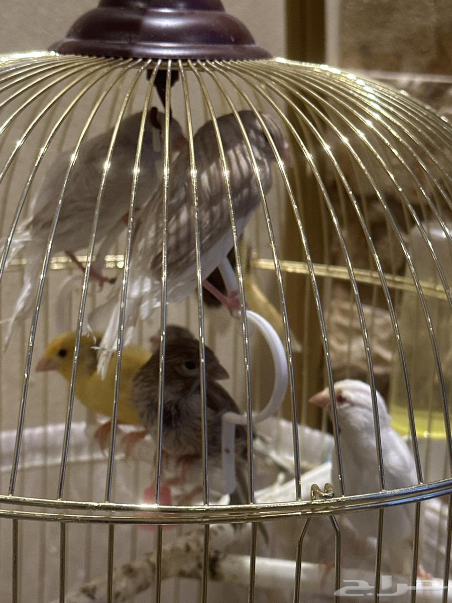 كنار للبيع64255970823811112