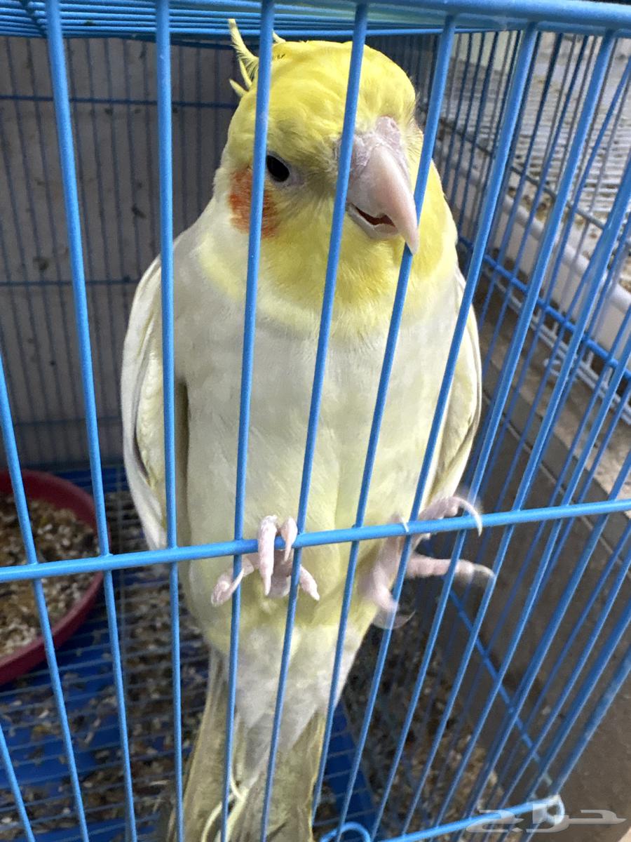 ذكر كروان للبيع اوالبدل64247355119233111