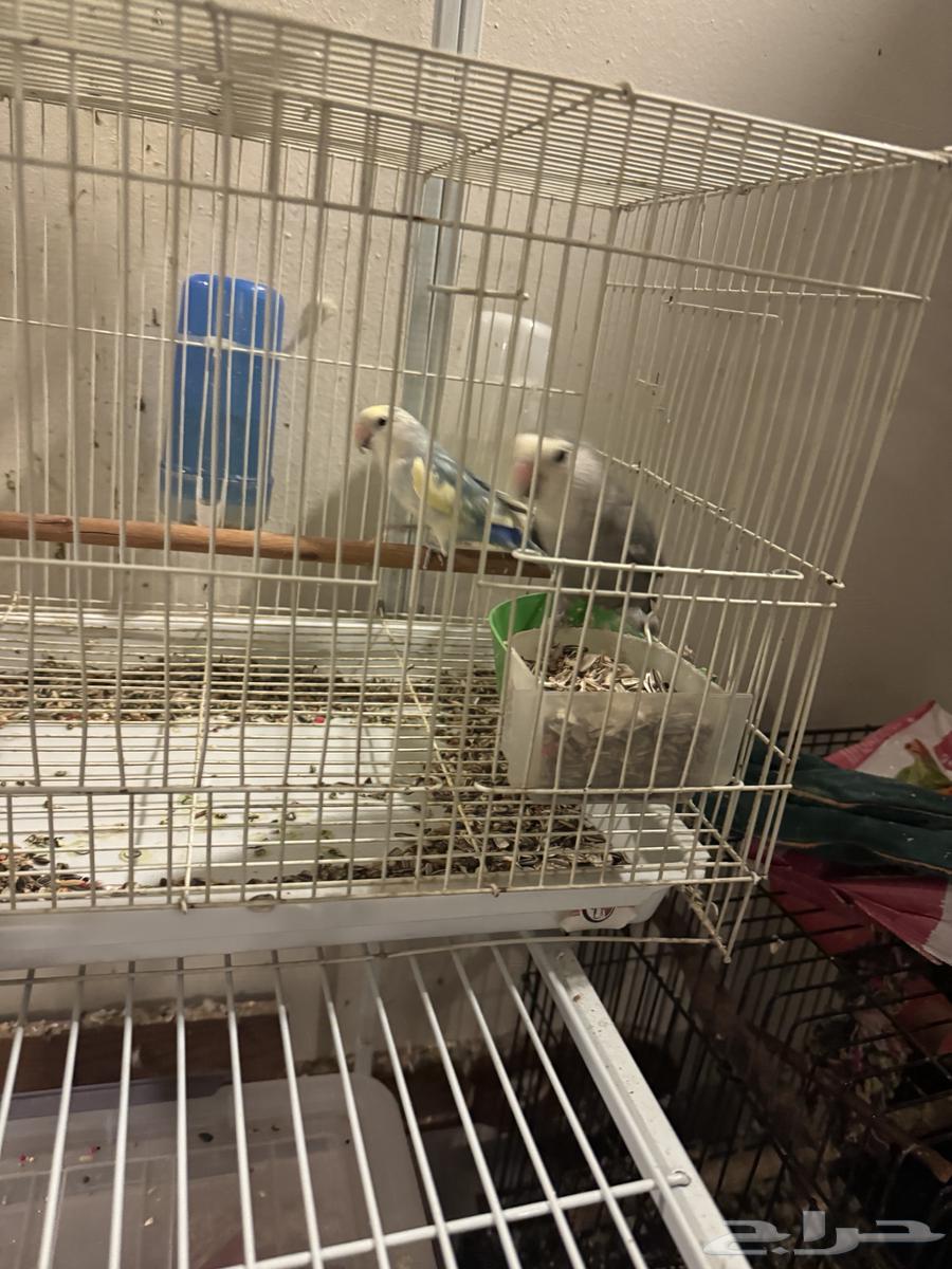 ذكرين روز أليفه للبيع64250426827139113