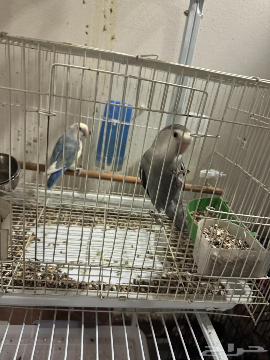 ذكرين روز أليفه للبيع64250426827139110