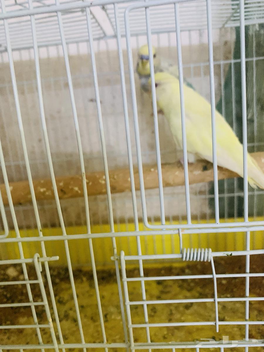 زوجين بادجي64234121364610114