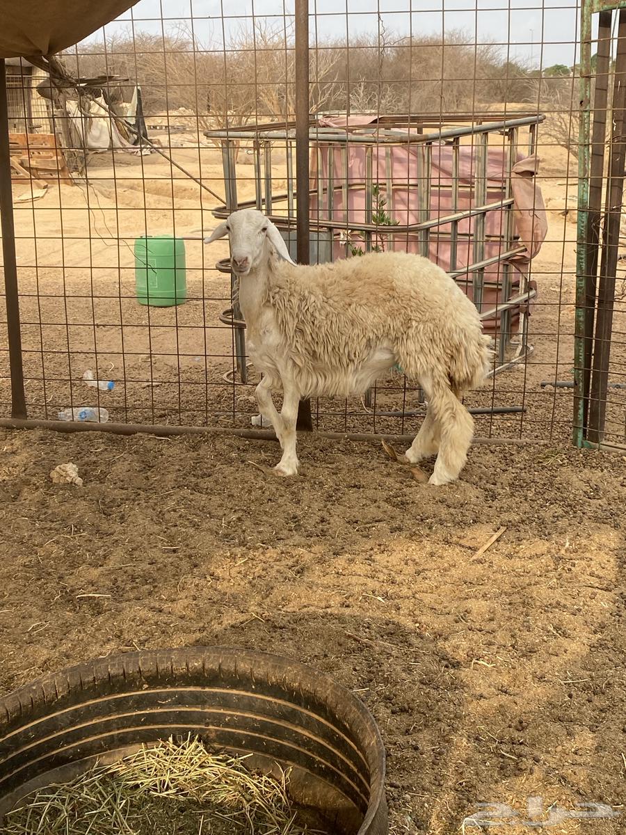 رخل حريه64237509493634111