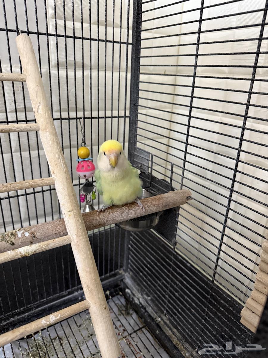 انثى روز للبيع مع القفص الكبير و الصغير64244076581122112