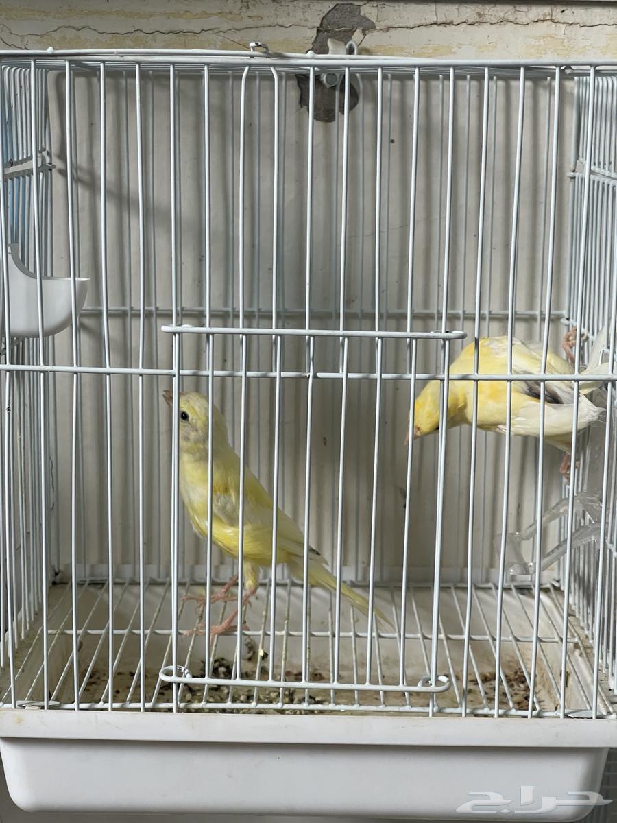 فروخ كناري ليموني (تم البيع)64244591338498111