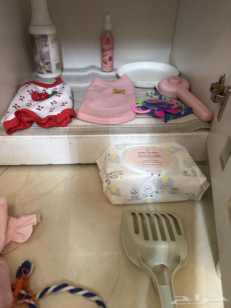 New cat items64234619845121114