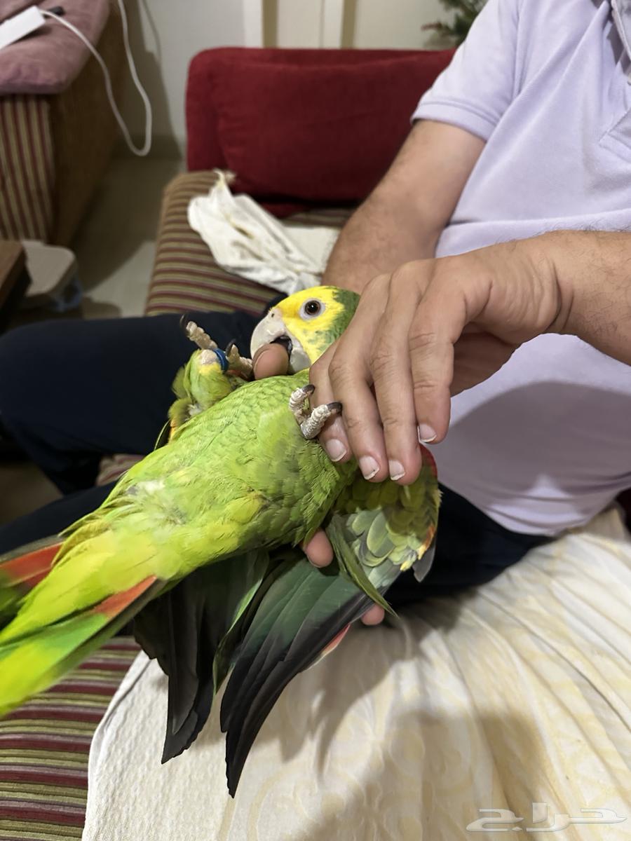 دبل يلو هيد ماجنا  Double Yellow Head Magna64255675426434113