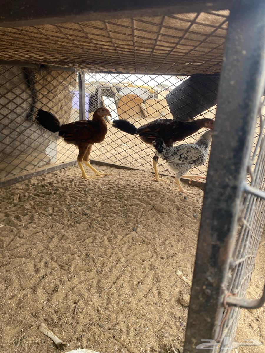 فروخ عربي مكس بكستاني64250587686401112