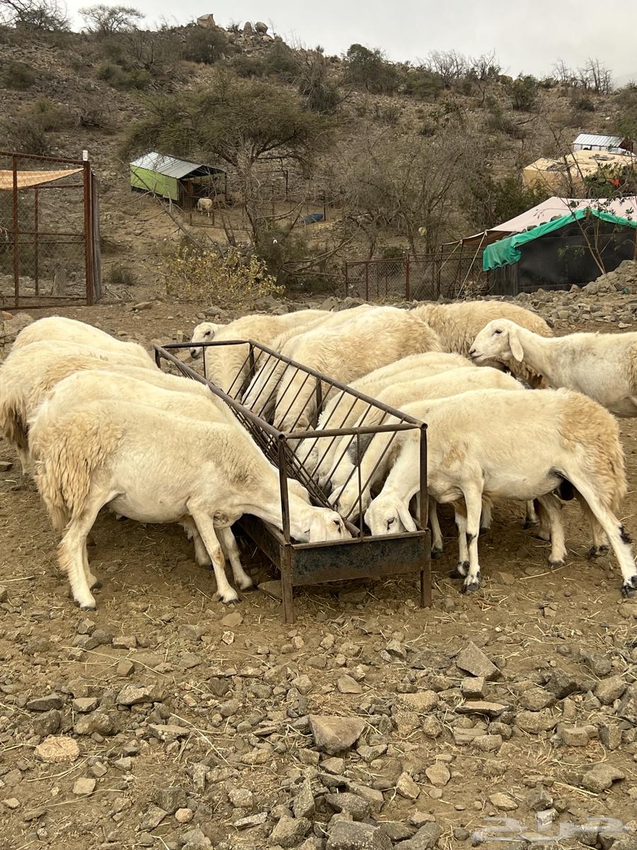 Sheep for sale64249424588033112