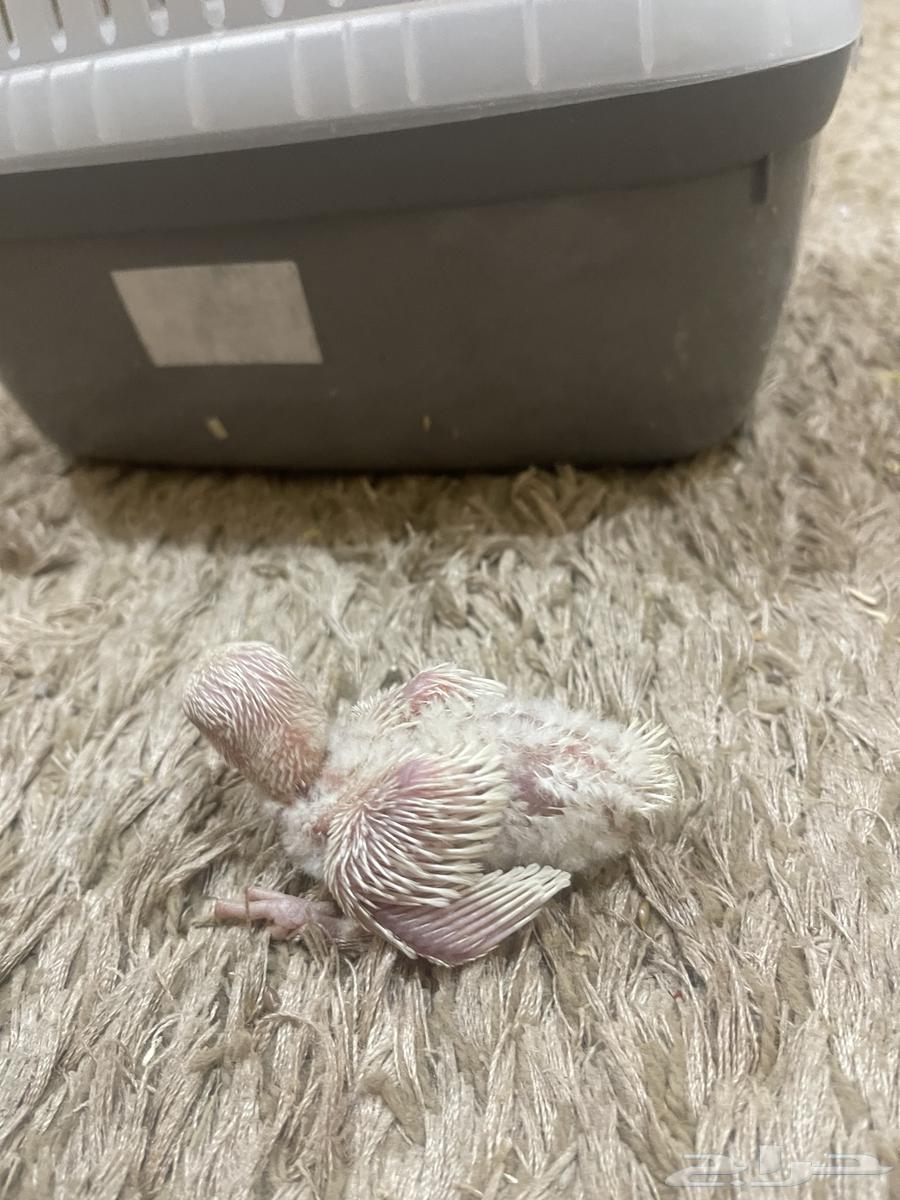 فروخ روز البينو64241240254594112