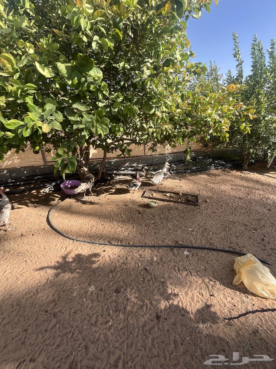 للبيع بط شرشيري العدد 16حبه العمر تقريبا سنه بياض64243518867331111